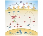Understanding the Interleukin-1 family: Central mediators of innate immunity and inflammation