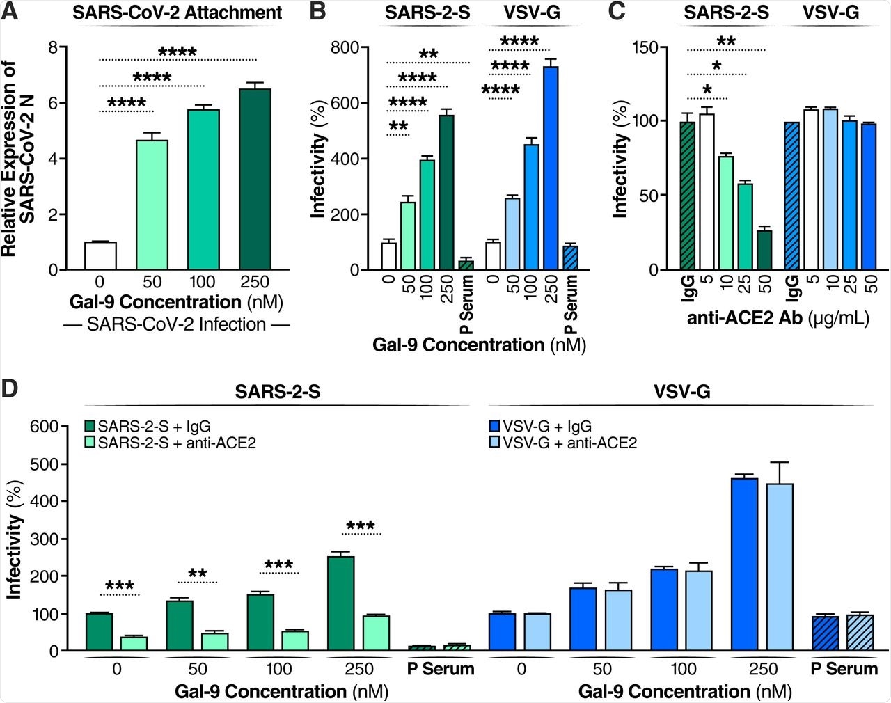 Gal-9 facilitates the cellular attachment and entry of SARS-CoV-2. (A) Attached SARS-CoV-2 virions on the cell surface were detected by RT-qPCR. Calu-3 cells were pretreated with Gal-9 for one hour, then cells were incubated with SARS-CoV-2 (MOI=0.01) in solutions with or without Gal-9 at the indicated concentrations at 4°C for two hours. Cells were washed three times with PBS and harvested for RNA isolation and RT-qPCR measurement of SARS-CoV-2 N gene expression. (B) Relative infectivity of SARS-2-S pseudotyped virus and VSV-G pseudotyped virus in Calu-3 treated with Gal-9 at the indicated concentrations. Calu-3 cells were exposed to Gal-9 for six hours and then infected with SARS-2-S pseudotyped virus or VSV-G pseudotyped virus in solutions containing Gal-9 at the indicated concentrations. Pseudotyped viral entry was analyzed by luciferase activity 24 hpi. Positive serum predetermined to possess anti-SARS-CoV-2 neutralizing activity was used as a negative control. Luciferase signals obtained in the absence of Gal-9 were used for normalization. (C) Relative infectivity of SARS-2-S pseudotyped virus and VSV-G pseudotyped virus in Calu-3 cells treated with anti-ACE2 Ab at the indicated concentrations. Calu-3 cells pre-incubated with anti-ACE2 Ab (R&D Systems, AF933) at the indicated concentrations, or control antibody (anti-goat IgG (R&D Systems, AB-108-C), 50 μg/ml) were co-administered with SARS-2-S pseudotyped and VSV-G pseudotyped virus. At 24 hpi, pseudotyped viral entry was analyzed by luciferase activity. Luciferase signals obtained using the control antibody (anti-goat IgG, 50 μg/ml) were used for normalization. (D) The effect of anti-ACE2 Ab on Gal-9-enhanced cell entry of SARS-2-S was evaluated by measuring luciferase activity. Calu-3 cells were pretreated with Gal-9 for six hours and then pre-incubated with anti-ACE2 Ab (25 μg/ml) or control antibody for one hour, and cells were inoculated with SARS-2-S pseudotyped or VSV-G pseudotyped virus in a solution containing Gal-9 at the indicated concentrations. At 24 hpi, pseudotyped viral entry was analyzed by luciferase activity. Luciferase signals obtained in the absence of both Gal-9 and anti-ACE2 Ab were used for normalization. Data are representative of the results of three independent experiments (mean ± SEM). Statistical significance was analyzed by t test. p>0.05 [ns], p≤0.05 [*], p≤ 0.01 [**], p≤0.001 [***], p≤0.0001 [****].