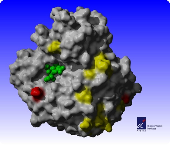 Static picture of the 3D model of the 2009 H1N1 neuraminidase and coloring as described above.