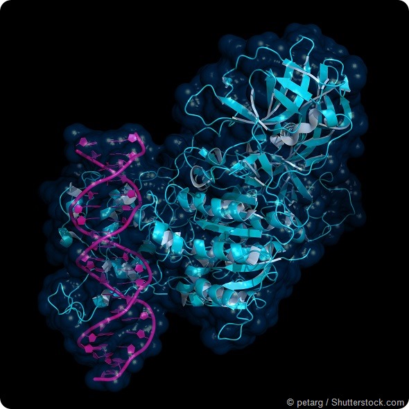 DNMT3 enzyme regulating gene expression