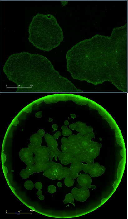 Single label confirmation of pluripotency