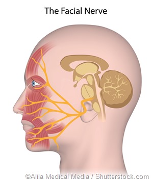 Facial Nerve