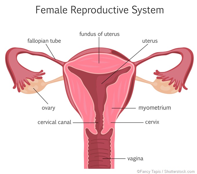 Female reproductive system