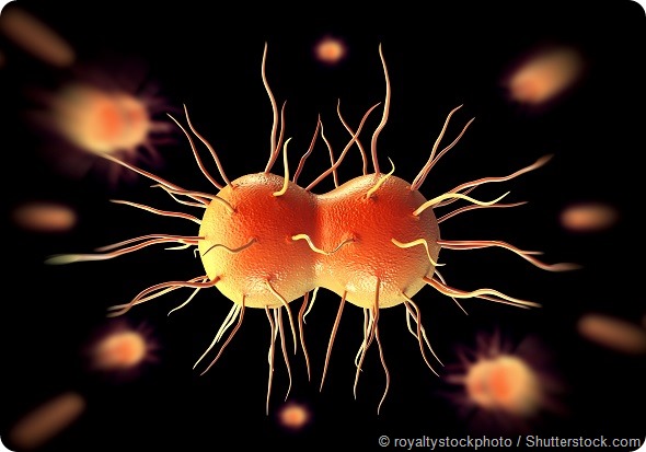 NEISSERIA GONORRHOEAE BACTERIA