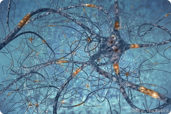 neurons