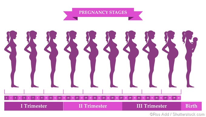 Pregnancy stages