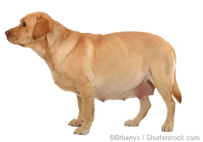 Pregnant dog