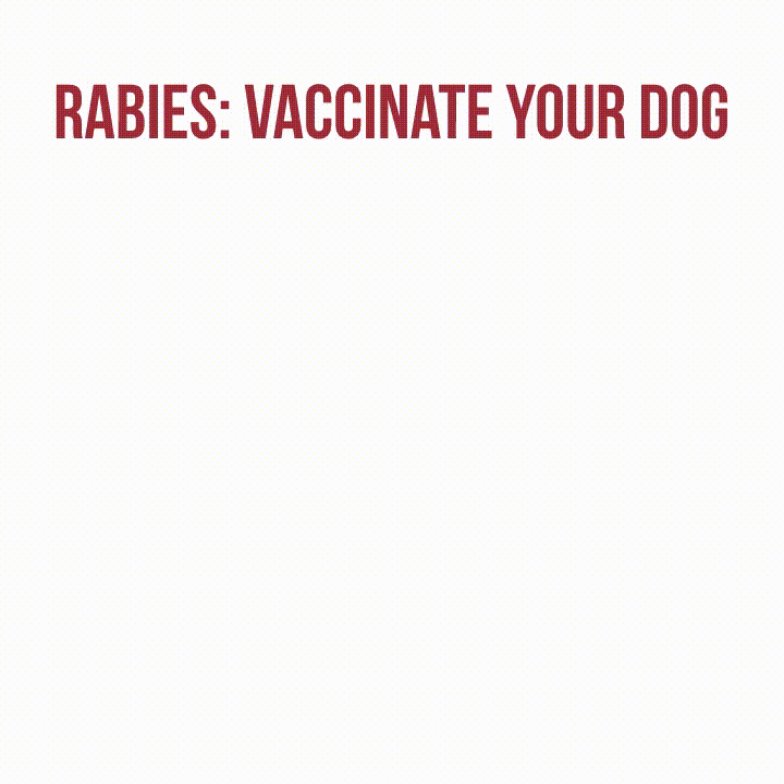 RabiesVaccinateYourDog
