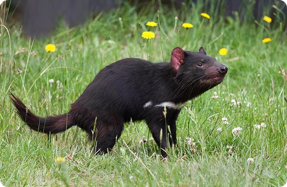Tasmanian Devil