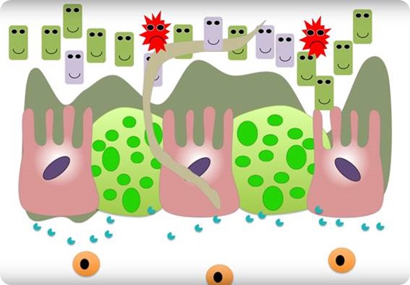 Worm infection counters intestinal inflammation by changing gut microbiome