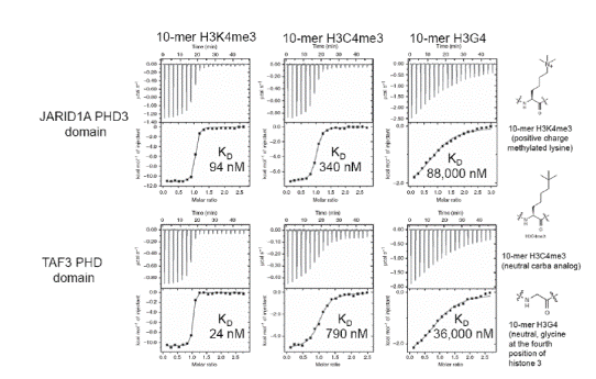 ITC data for JARIDA1A PHD3 reader domain