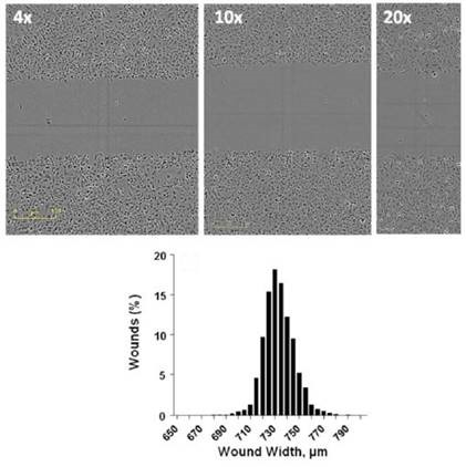 Formation of Precise Wounds using the Essen WoundMaker