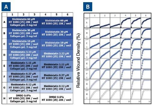 Effect of blebbistatin on the migration and invasion of HT-1080 cells