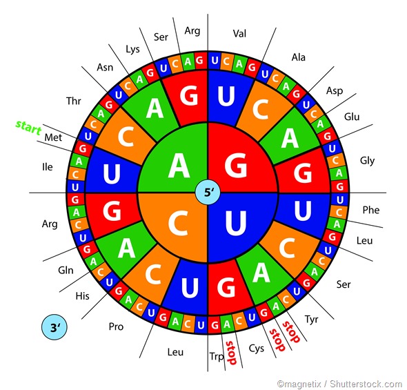 codon wheel