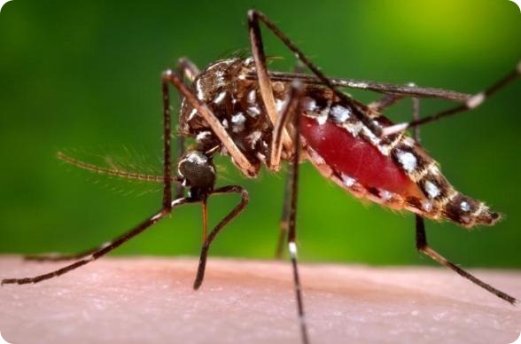 A mosquito acquires a blood meal; mosquitoes are the primary vector for dengue fever. A mosquito acquires a blood meal; mosquitoes are the primary vector for dengue fever.