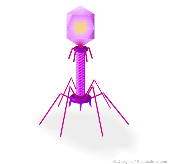 The structure of a typical myovirus bacteriophage