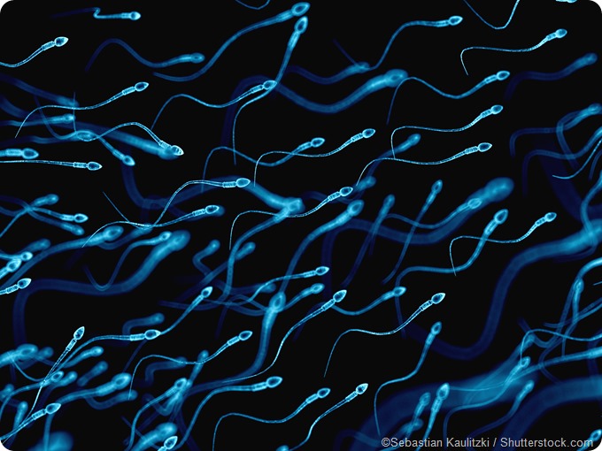 illustration human sperm