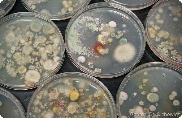 mixed fungal plate 3