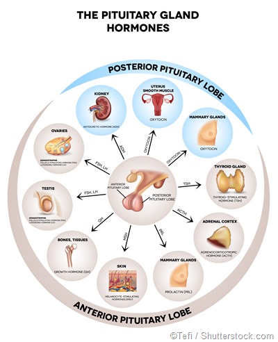 pituitary gland hormones