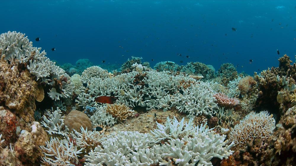 Coral bleaching