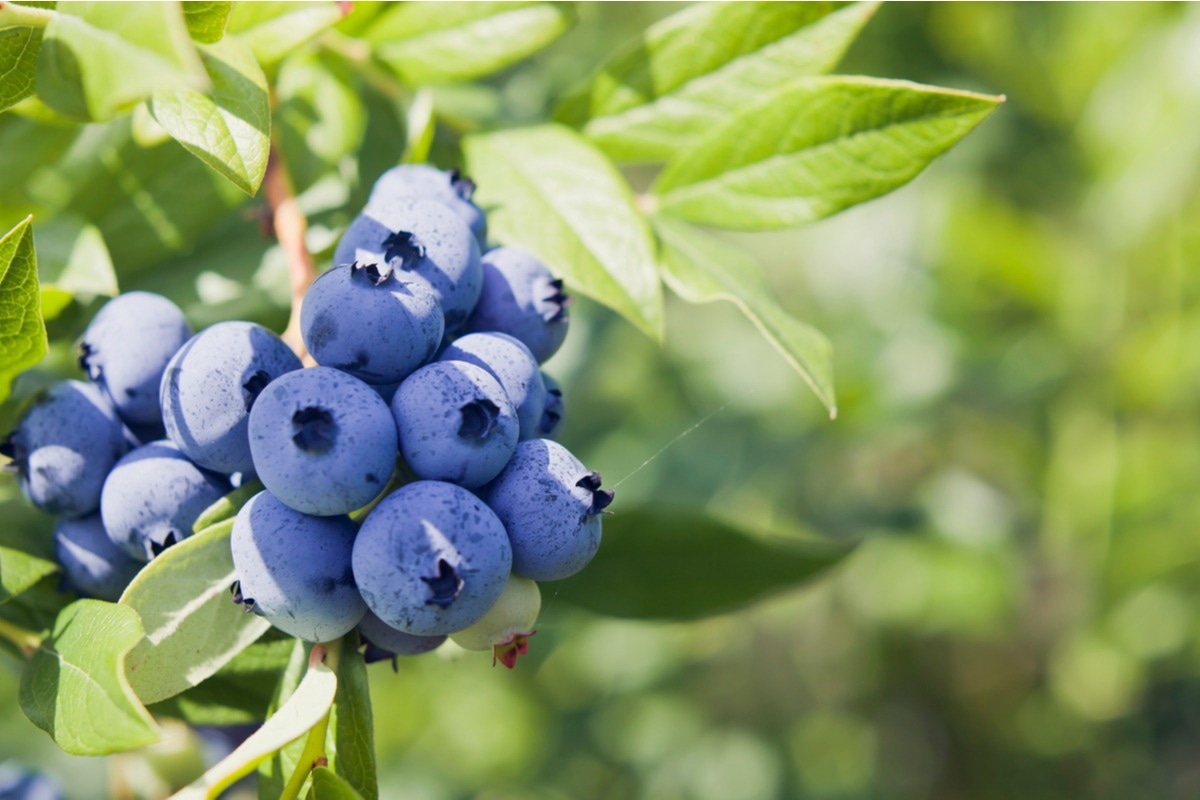 Image Credit: JoannaTkaczuk/Shutterstock