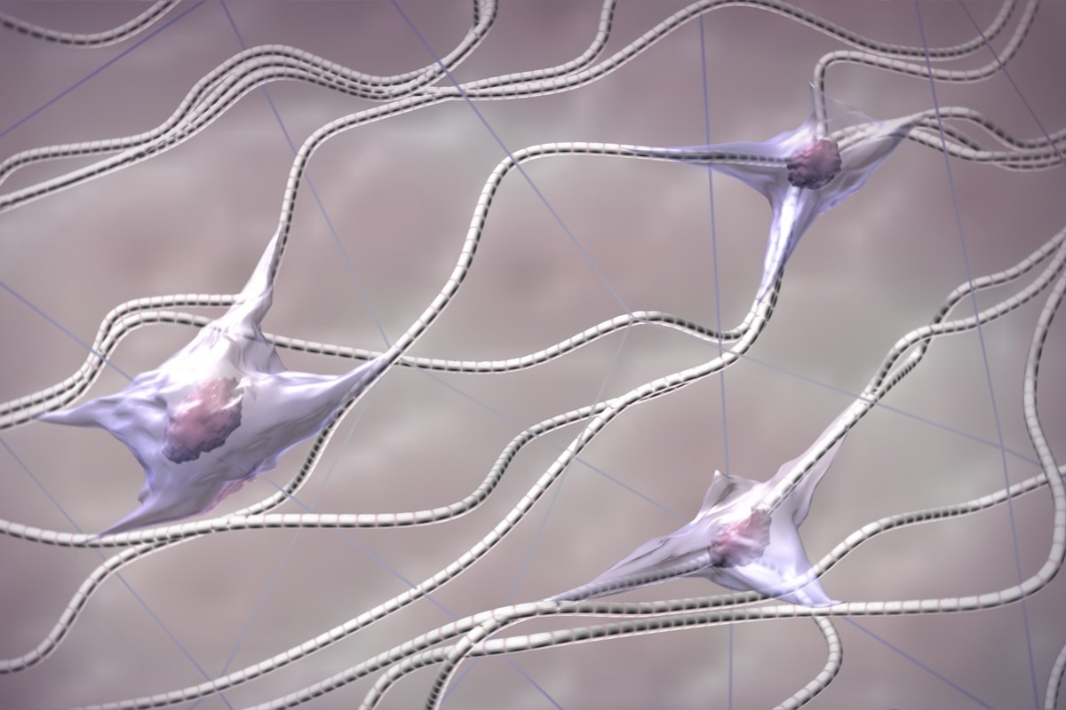 Fibroblasts. Image Credit: Olga Zinkevych/Shutterstock