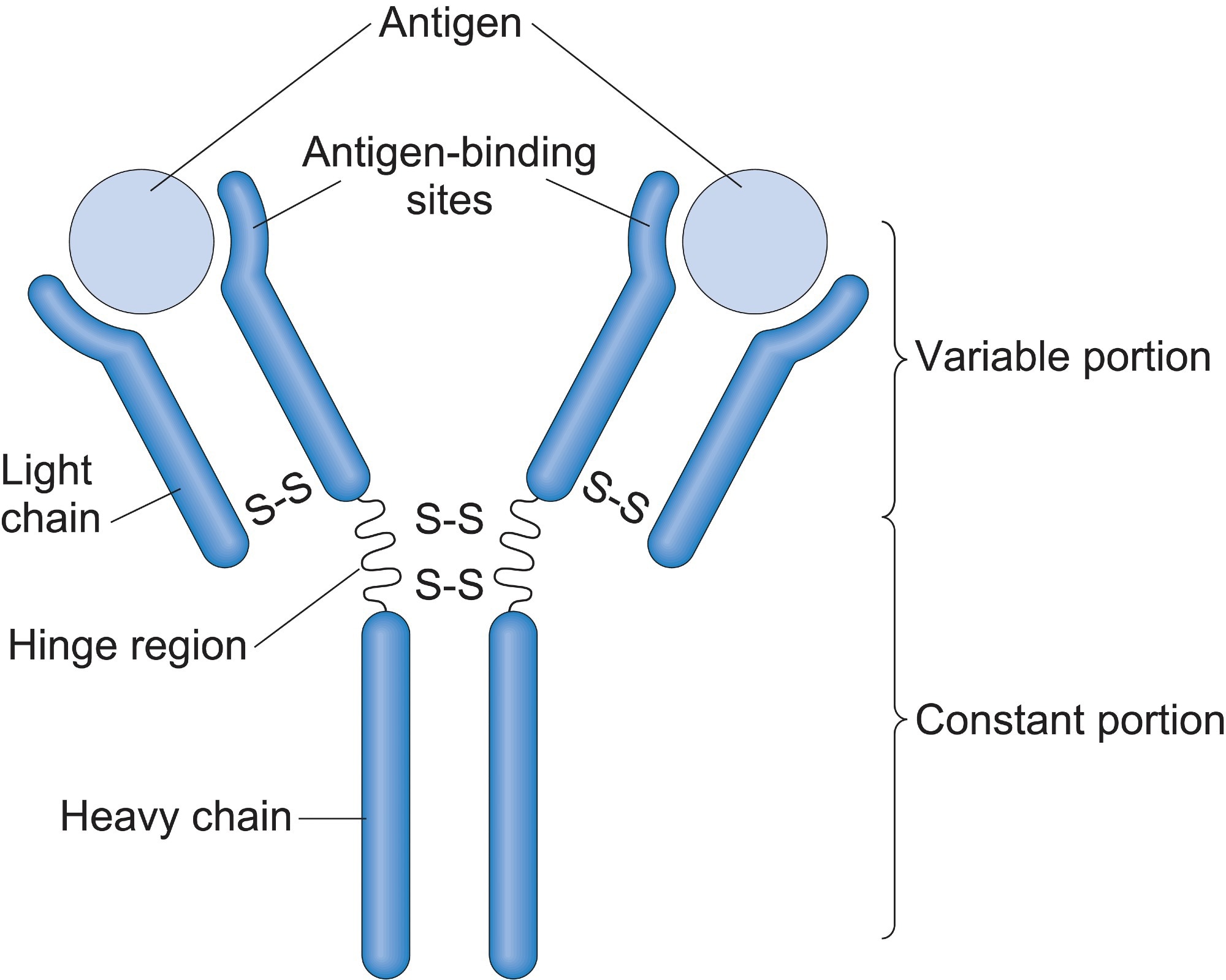 Antibody Structure