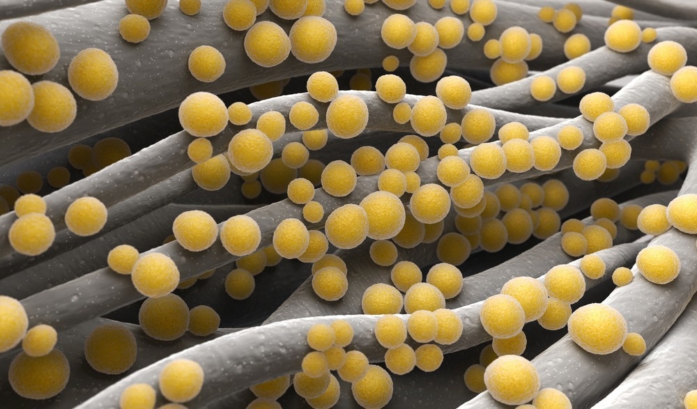 Staphylococcus aureus