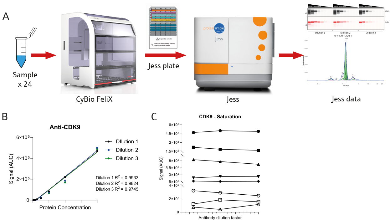 (A) Schematic of antibody optimization. Samples with known target protein concentrations were used to determine and confirm linear signal response (B) as well as sufficient antibody saturation within the assay (C)