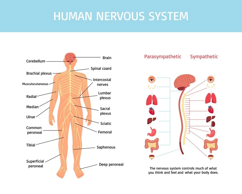 Image Credit: Macrovector/Shutterstock.com