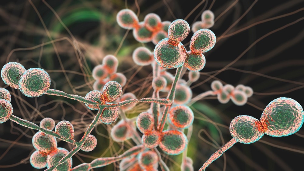Candida fungi. Image Credit: Kateryna Kon/Shutterstock.com