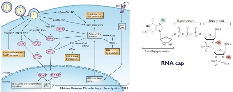 Inhibiting viral RNA cap methylation with anti-viral molecules