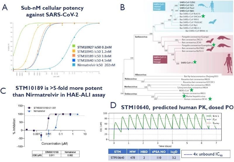 A. STORM compounds demonstrate significantly improved potency against SARS-CoV-2 in A549-ACE2- TMPRSS2 cells compared to Nirmatrelvir – the active component of Paxlovid (IF, SARS-CoV- 2/human/GBR/CVR-GLA-1/2020) B. Phylogenetic tree of Coronaviridae. STORM compounds demonstrate antiviral cellular potency for highlighted coronavirus subgenera: SARS-CoV-2, MERS, HuCoV-229E, HuCoV-OC43, PgCov/GD/2019, MHV and the emergent bat strain SHC14, with no cytotoxicity < 10 uM (A549-ACE2-TMPRSS2, Huh7, MRC-5, DBT, VeroE6 & Vero81 cells). Adapted from https://www.nature.com/articles/s41579-020-00459-7 C. STM10189 inhibition of SARS-CoV-2 human/USA/USA-WA1/2020 reporter infection in human airway epithelial cells grown at an air-liquid interface (HAE-ALI). D. STM10640 has a predicted oral dose of 8.5 mg/kg BID in human to cover 4x unbound IC90 at Cmin. Recent potent analogues have improved cell potency, human hepatocyte stability and fraction absorbed in rodent in-vivo PK. Physicochemical properties are in drug-like property space