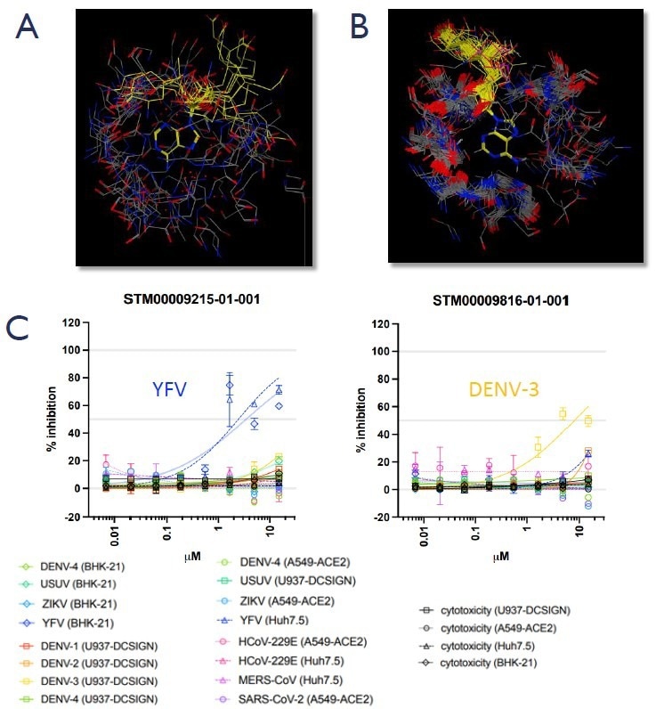 A. SAM/SAH, themethyltransferase cofactor/by-product, bound to a selection of non-viral human target proteins extracted from the PDB showing the diversity of conformations adopted in the proteins. B. SAM/SAH bound to all the viral methyltransferases extracted from the PDB showing the similarity of the cofactor conformation and virus binding pocket, demonstrating the potential for pan-viral activity. C. Preliminary data shows STM compounds specifically inhibiting viral replication of flaviviruses Yellow Fever and Dengue-3 in cell-based reporter assays, with no cytotoxicity up to 3 0 uM