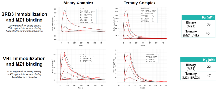 Enhancing therapeutic potential with bivalent molecules