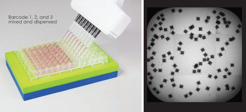Thaw barcoded SemaCyte® microcarriers, pool various cell models, and dispense into microplates.