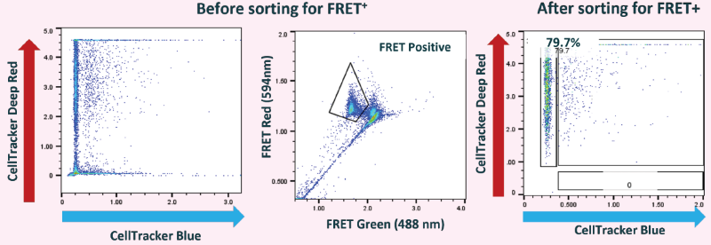 Single cells producing anti-TNF-alpha were detected and isolated using Cyto-Mine® Chroma (recombinant TNF-alpha was used for antigen-specific FRET assay)