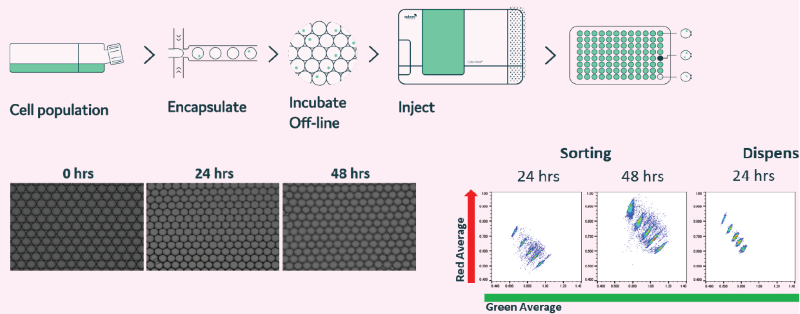 Off-line generated droplets are stable for prolonged periods of time and can be re-injected into Cyto-Mine®. Droplets were generated and incubated at 37 °C, 5 % CO2 for up to 48 h. (A) Microscopy images were taken at 0, 24 and 48 hour time points. (B) Droplets containing mouse IgG (4 different concentrations), in the presence of FRET probes, were re-injected into Cyto-Mine®. Data shows that prolonged incubation does not affect droplet stability