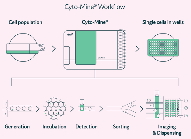  A Cyto-Mine® workflow. Integration of single cell screening, sorting, isolation, and verification using a fully integrated microfluidic process.