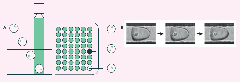 A) Cyto-Mine® visual verification and dispensing. Immediately prior to dispense, picodroplets are brightfield-imaged to identify and record the number of cells per picodroplet, and also re-measured for picodroplet fluorescence. B) Brightfield multi-frame imaging avoids potential miscounting by detecting encapsulated cells at multiple timepoints as they rotate into different positions. 