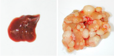 Induction of liver cancer by Yap1 overexpression in mouse.