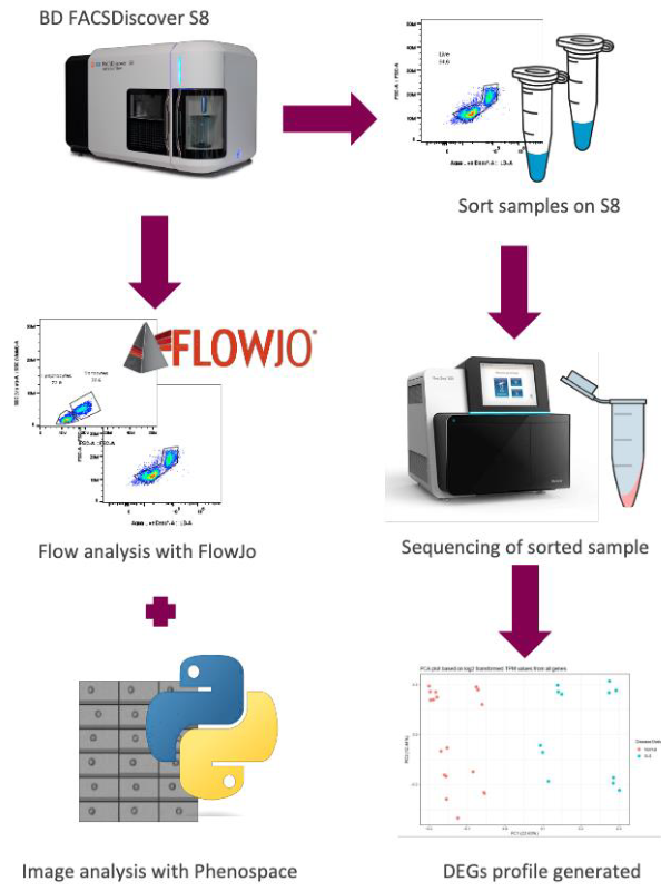 Image-enabled cell sorting for cellular drug response detection: A machine learning platform for indication discovery