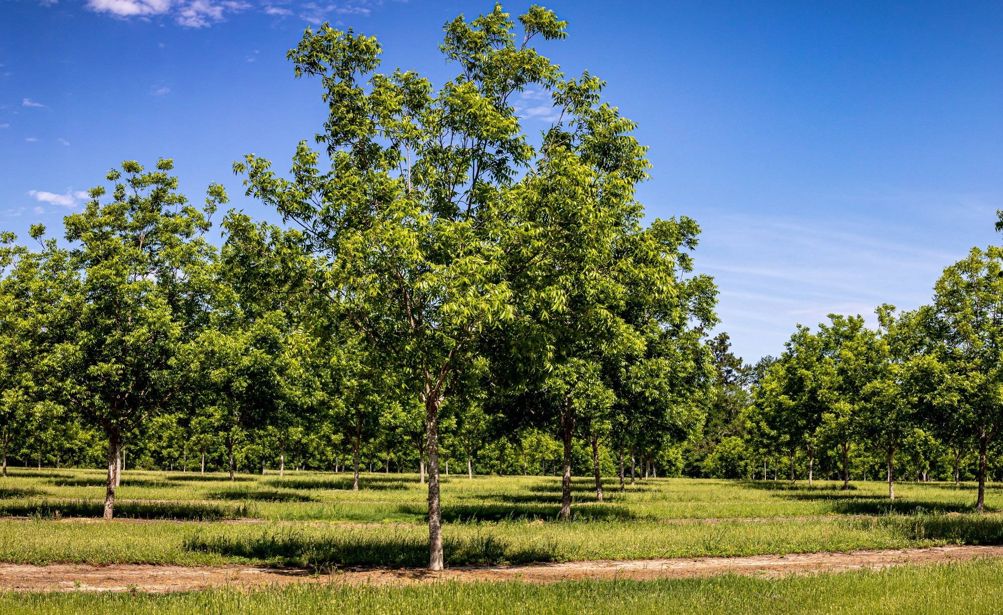 A pecan tree orchard in southeastern Georgia, USA. Image Credit: Gestalt Imagery / Shutterstock