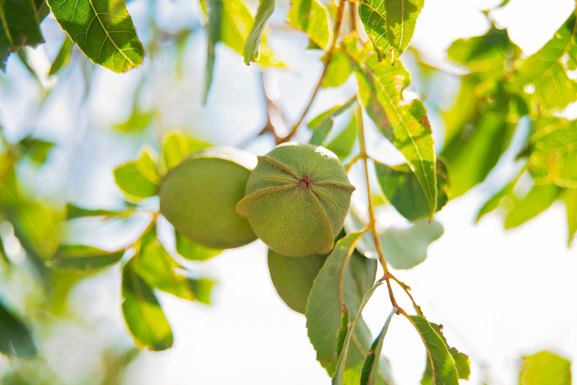 Pecan nuts. Image Credit: Kayla Blundell / Shutterstock
