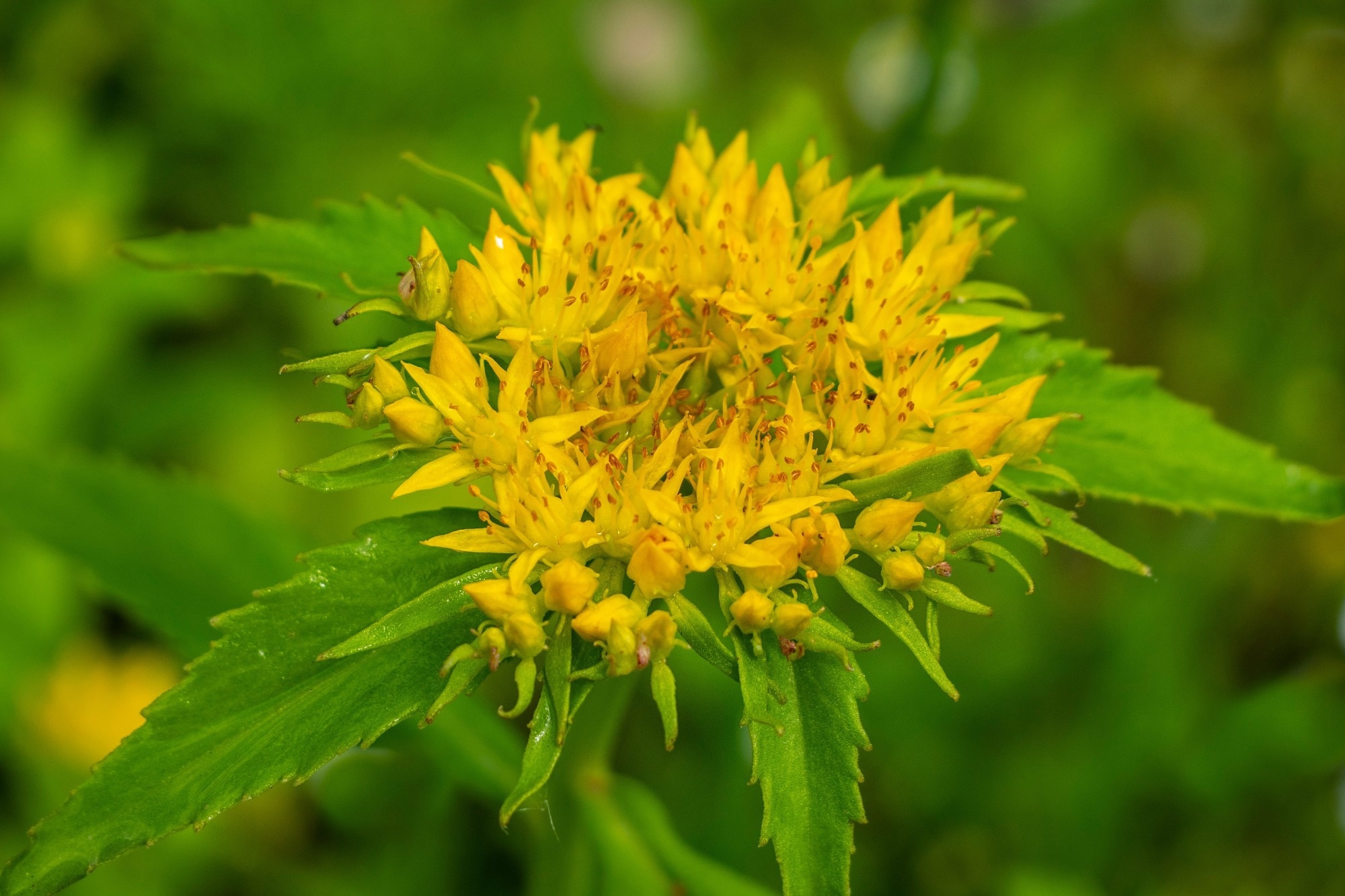 Rhodiola rosea. Image Credit: Leher / Shutterstock.com
