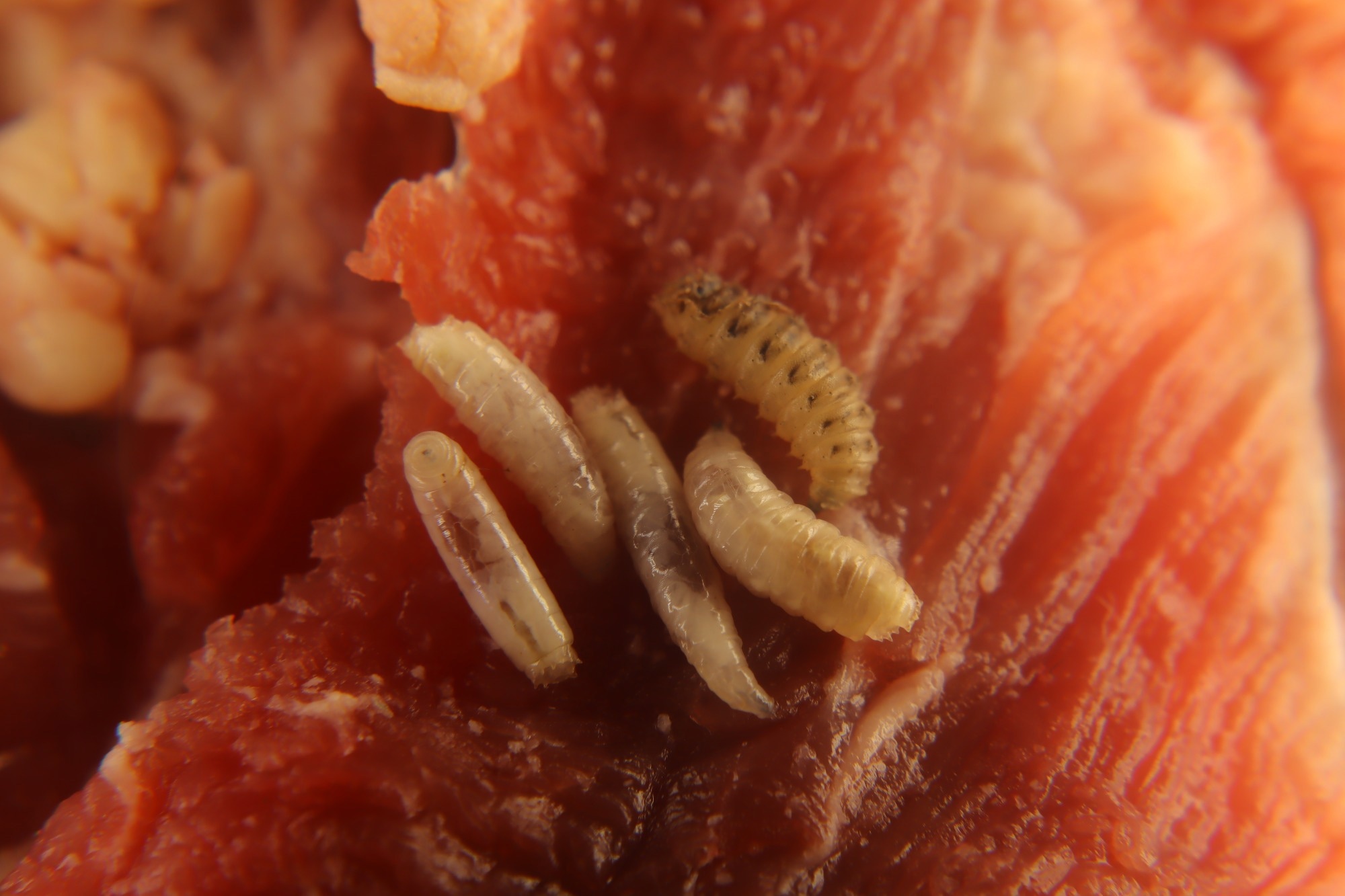 Larvae of flies on meat. Image Credit: Dr.MYM / Shutterstock.com 