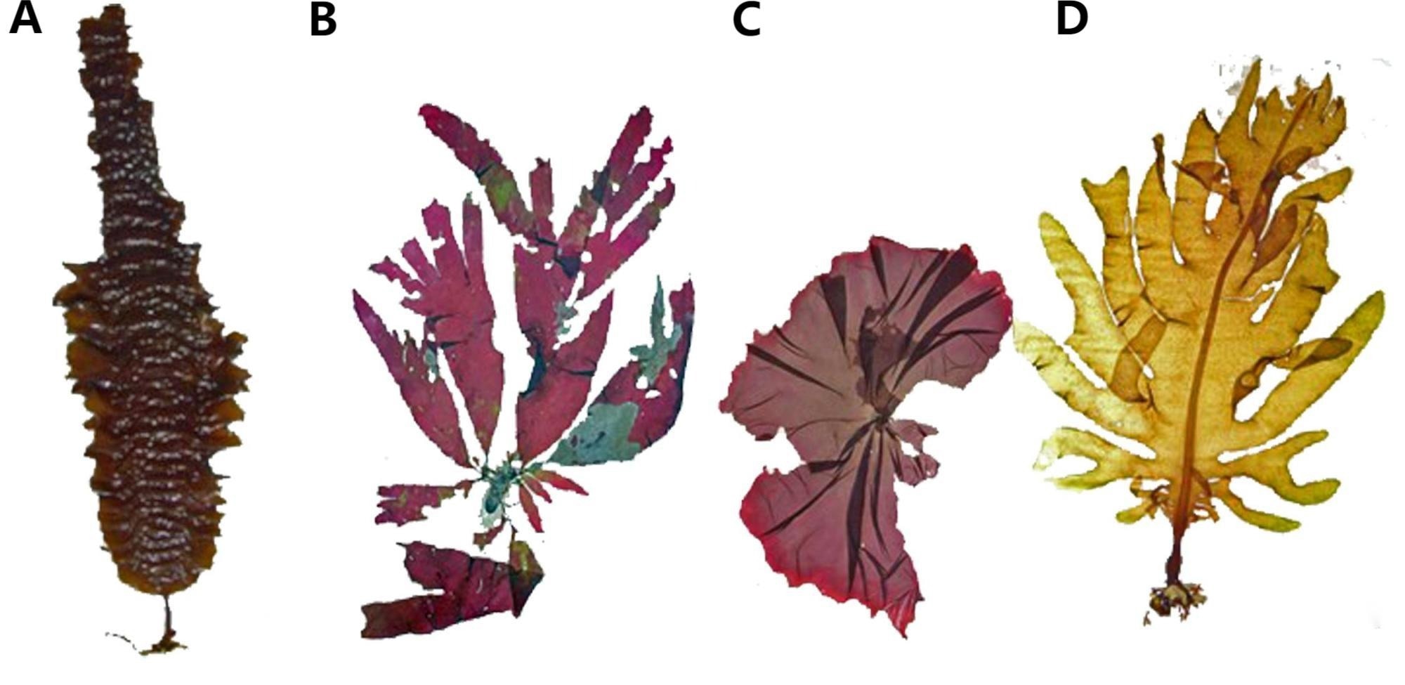 Some seaweed as a renewable and sustainable resource. (A) Kelp (Saccharina) Phaeophyceae; (B) dulse (Palmaria palmata) Rhodophyta; (C) nori (Porphyra/Pyropia) Rhodophyta; (D) wakame (Undaria pinnatifida) Phaeophyceae.3
