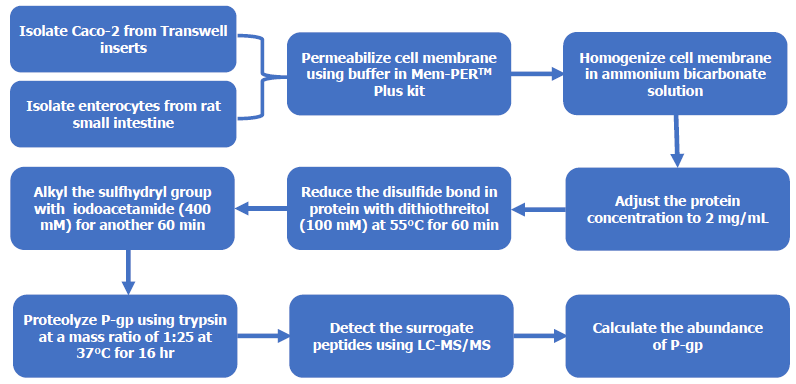 Targeted proteomics for accurate P-glycoprotein quantification