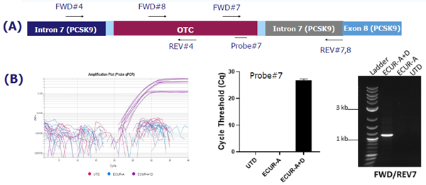 OTC gene integration into the PCSK9 locus in ECUR-506A+D co-transduced cells. (A) schematic, (B) probe-based qPCR specific amplification plot and cycle threshold quantification, (C) agarose gel image of qPCR products.
