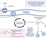 Quantifying fatty acid oxidation in skeletal muscle using a high-throughput assay